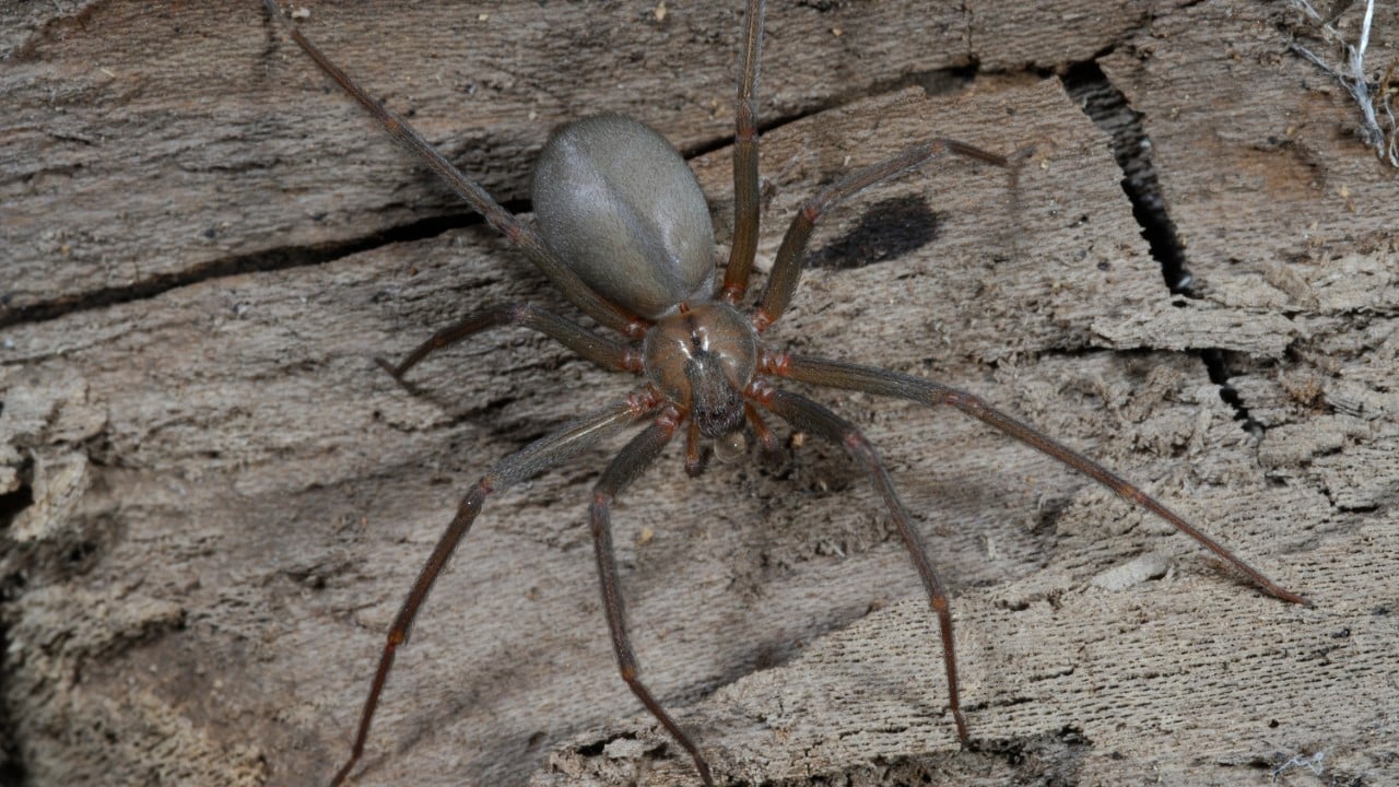 brown recluse spider