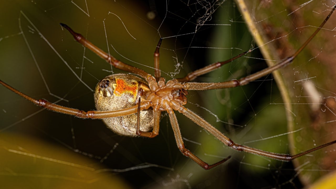 brown widow spider