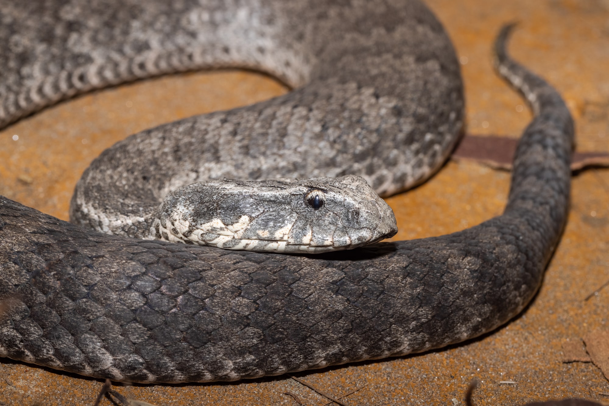 common death adder