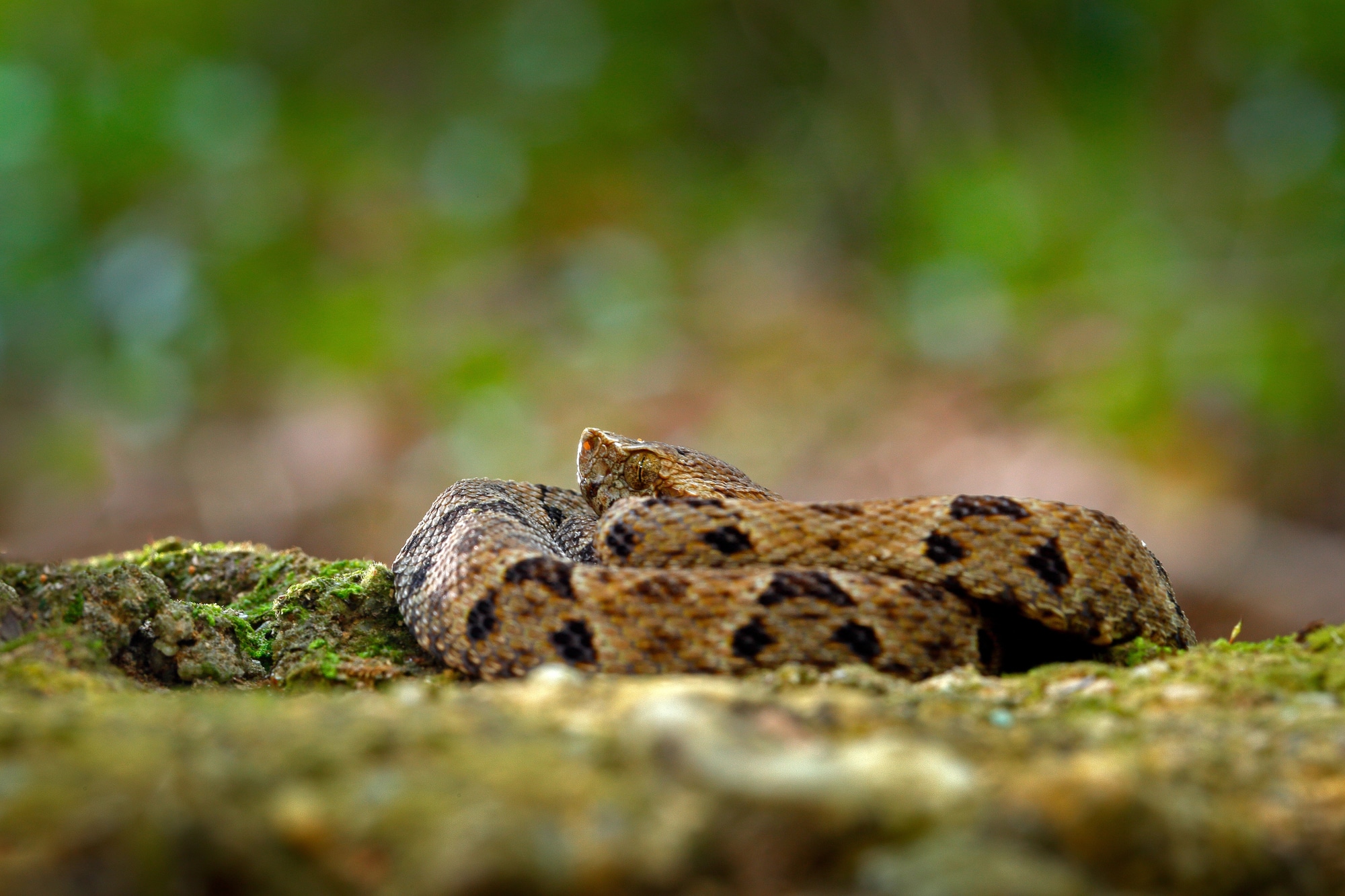 common lancehead