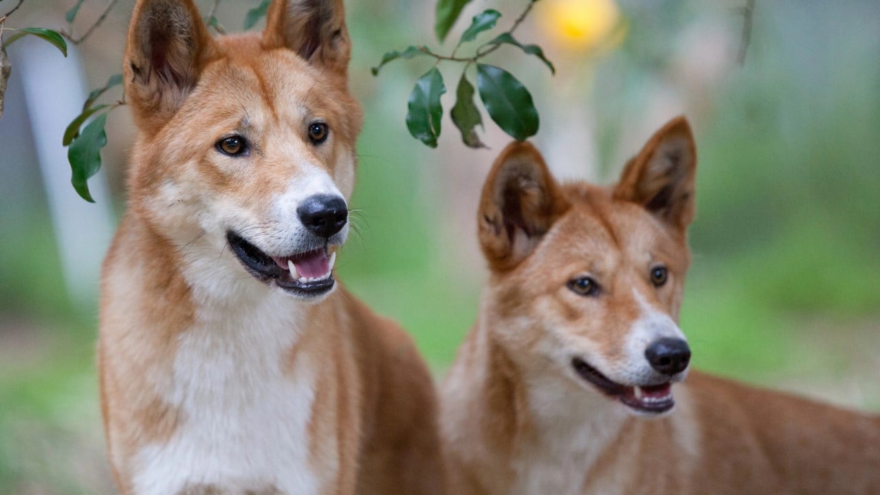 dingoes