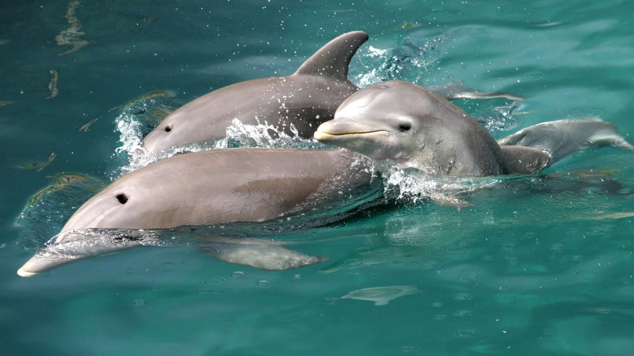 dolphins
