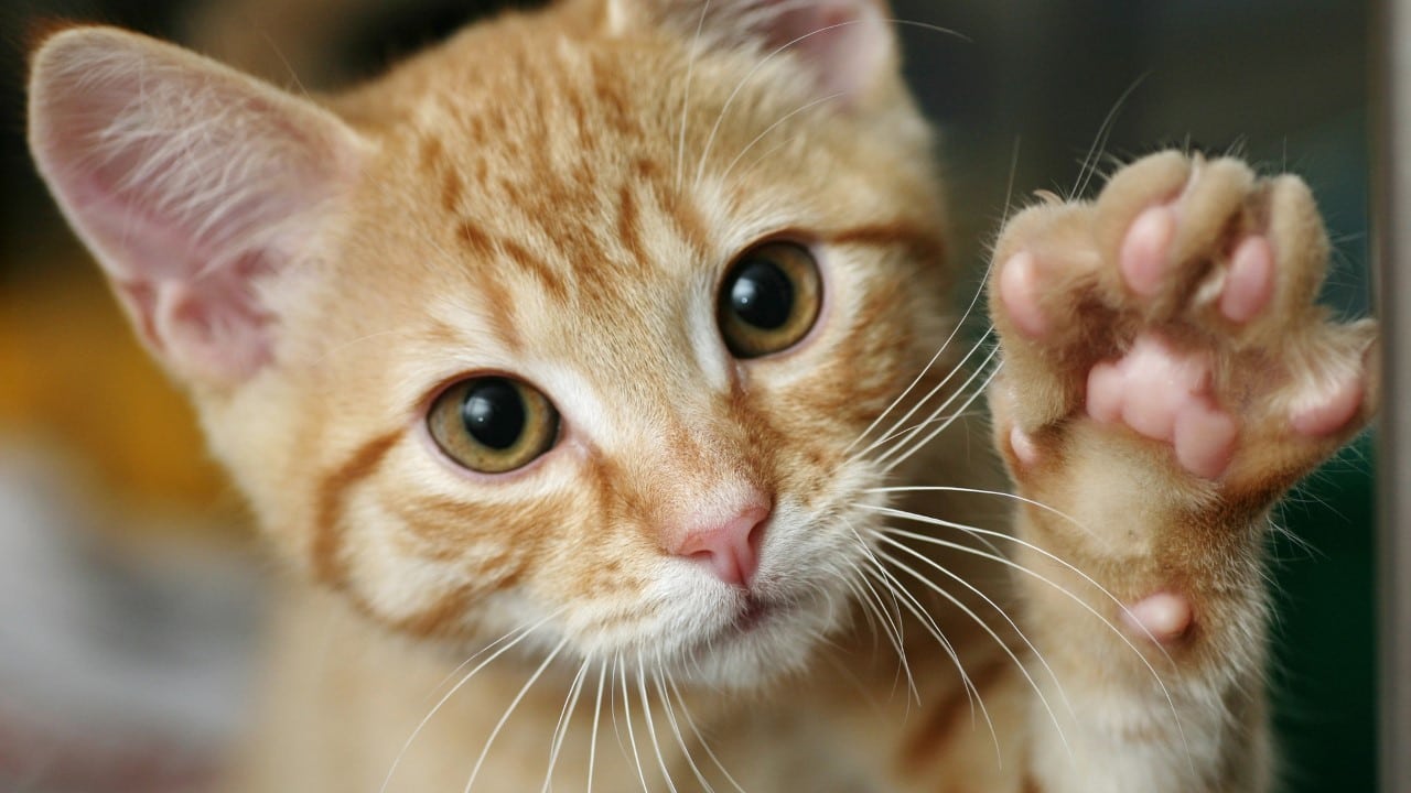 domestic cats