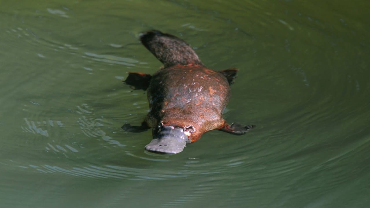 duck billed platypuses