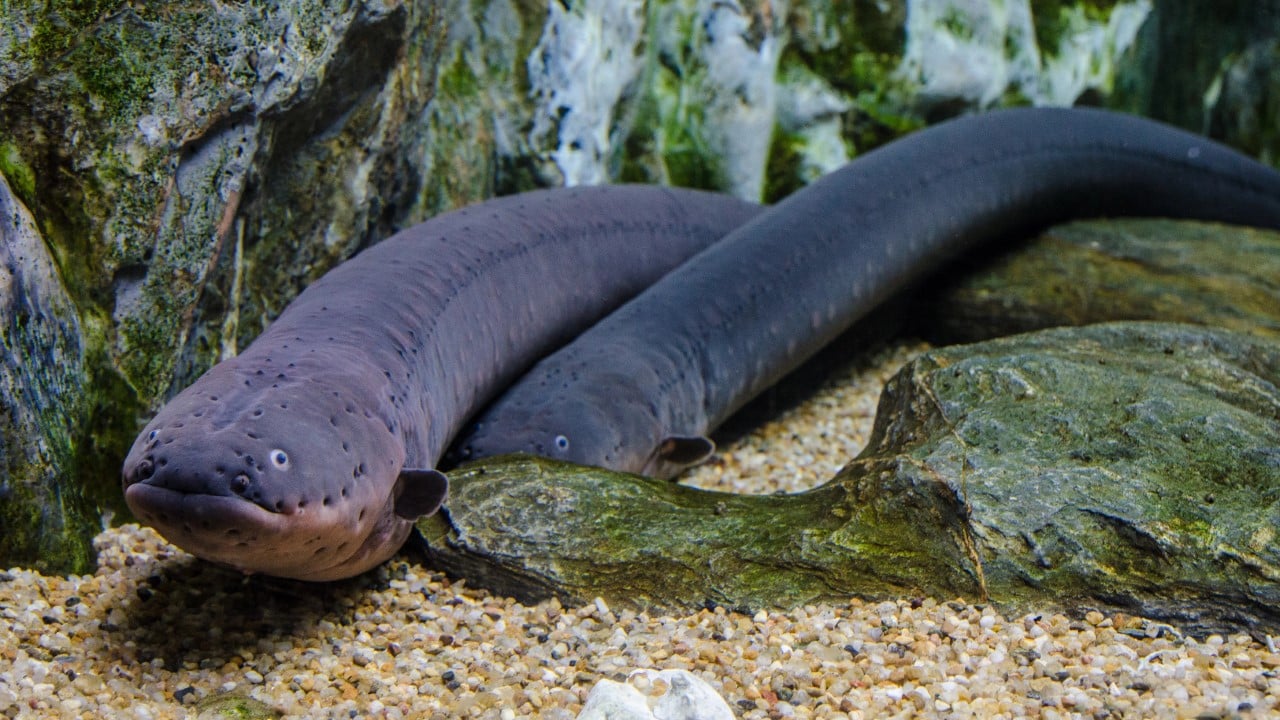 electric eel
