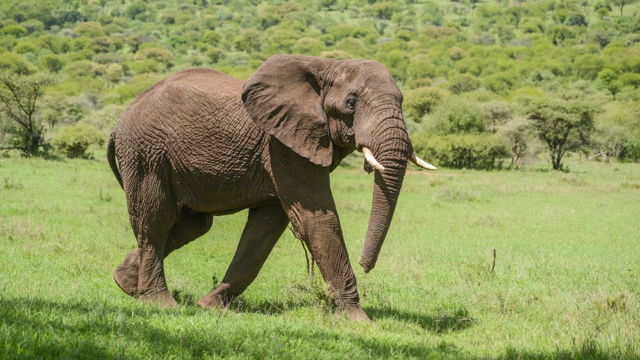 elephant