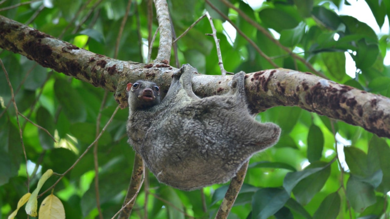 flying lemur