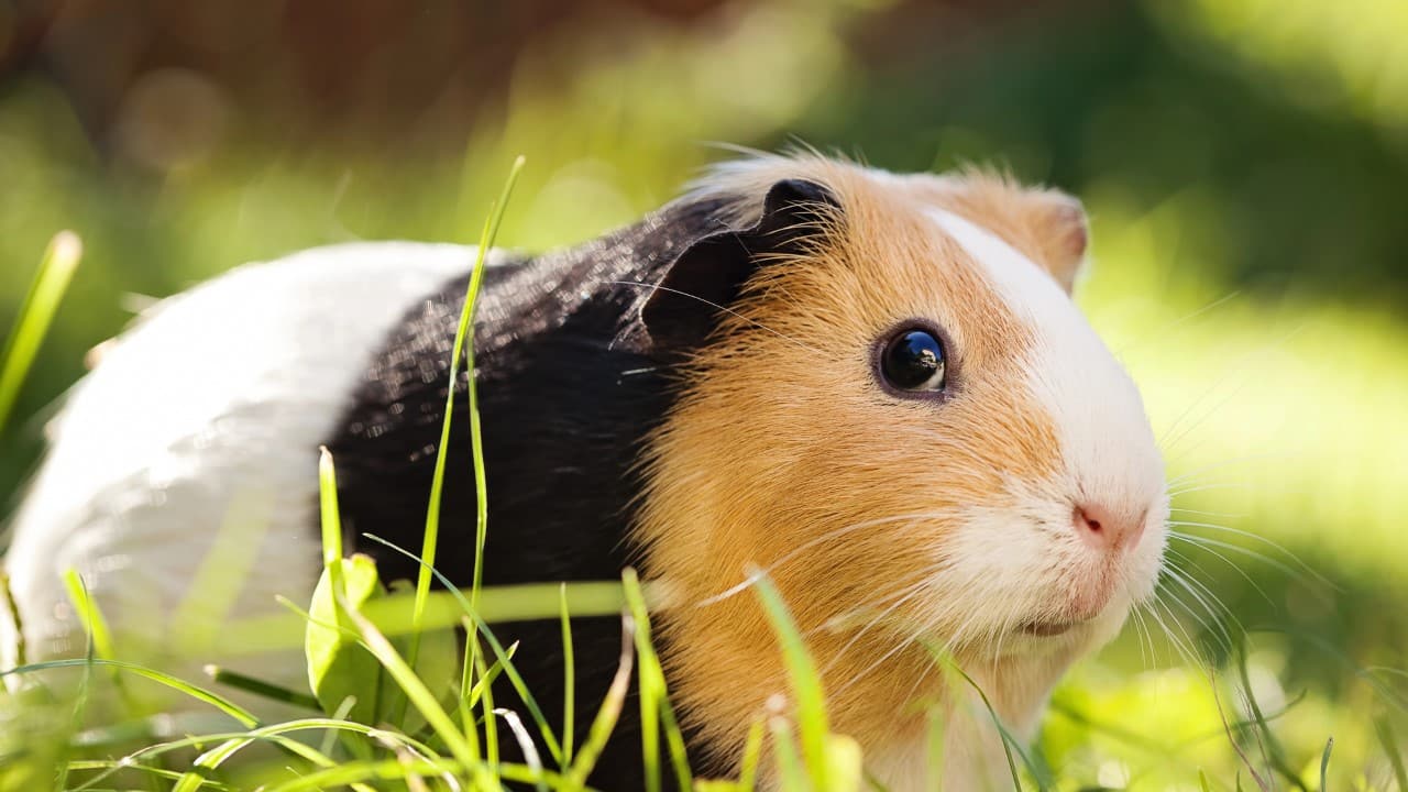 guinea pigs