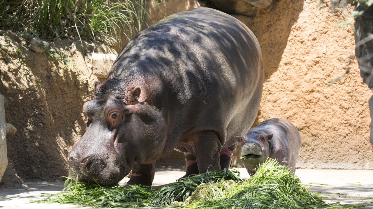 hippopotamuses