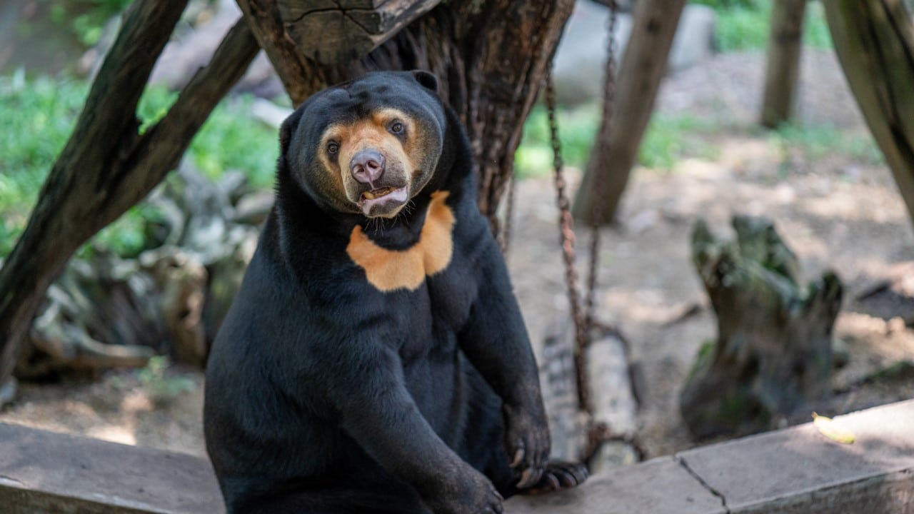 honey bear