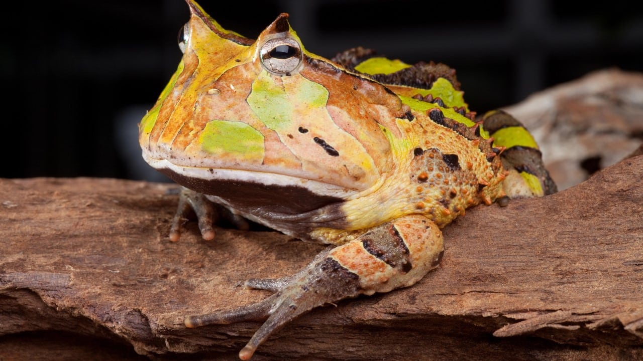 horned toad