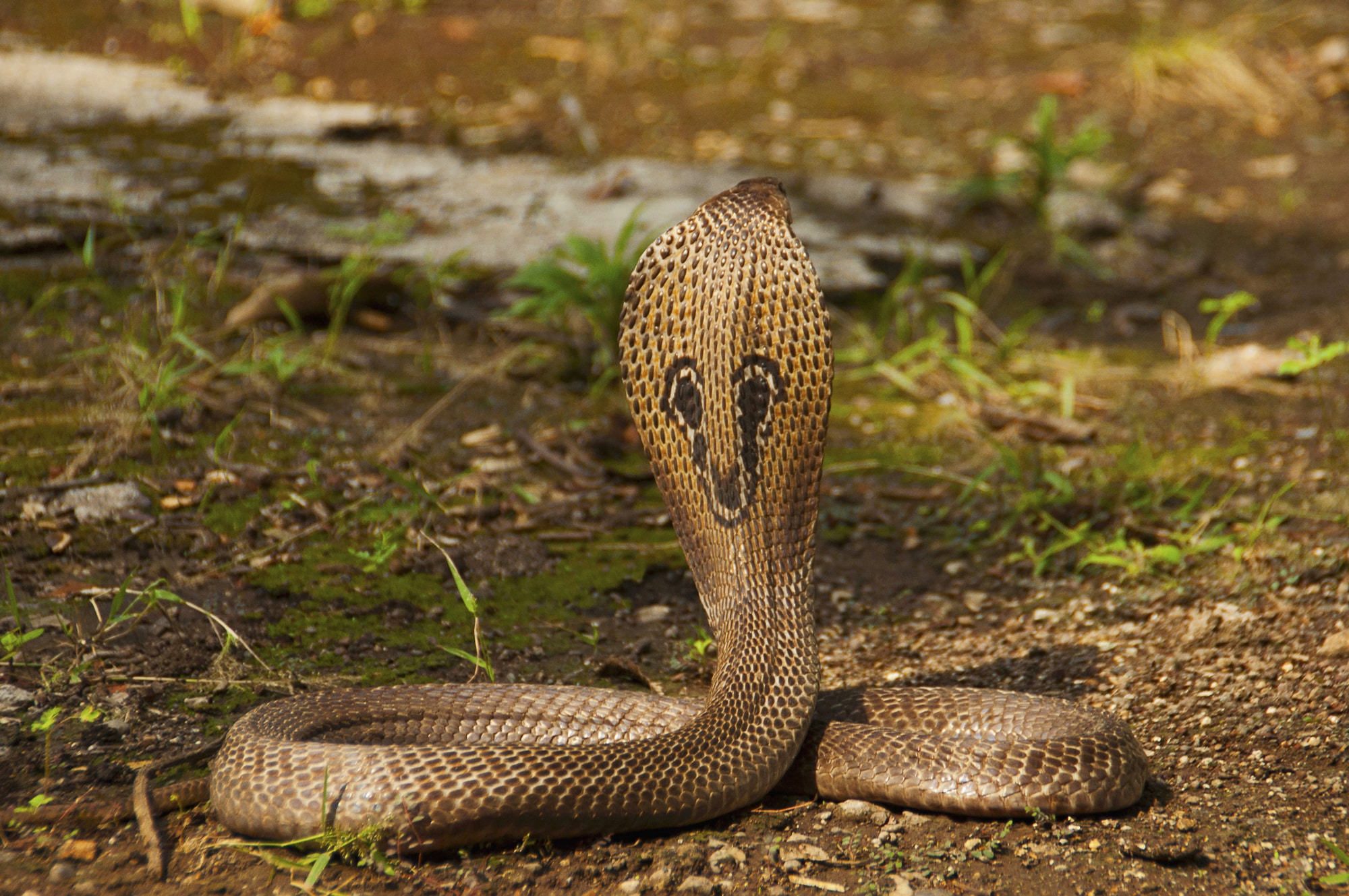indian cobra