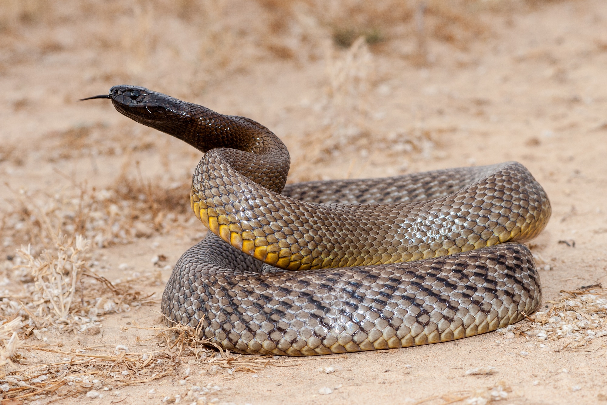 inland taipan