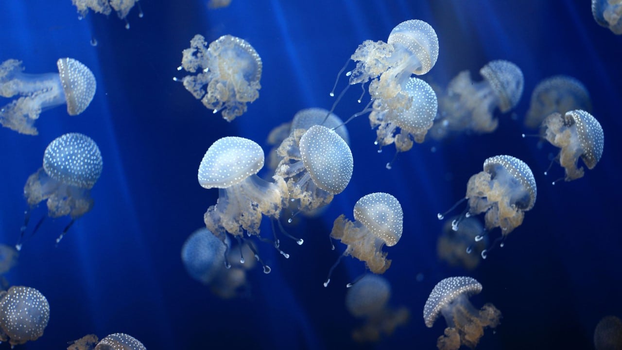 jellyfish