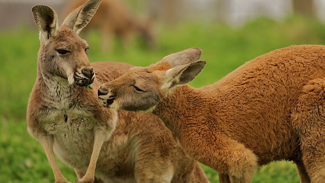kangaroos