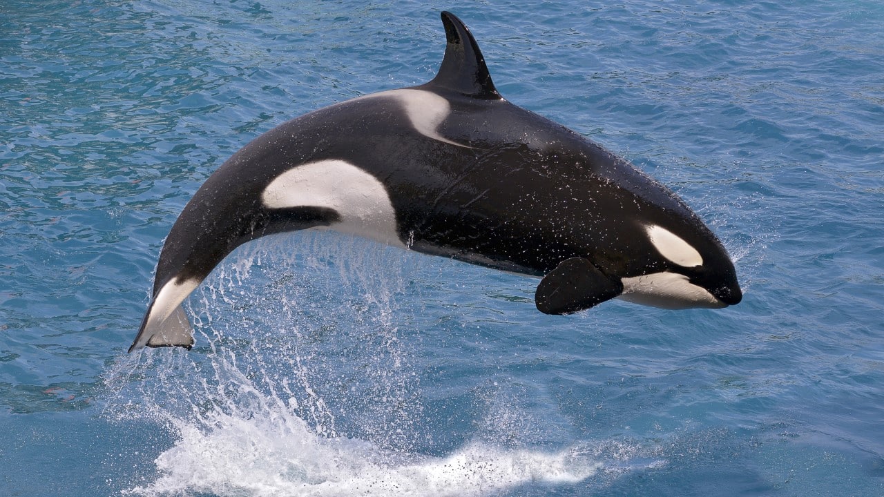 killer whale