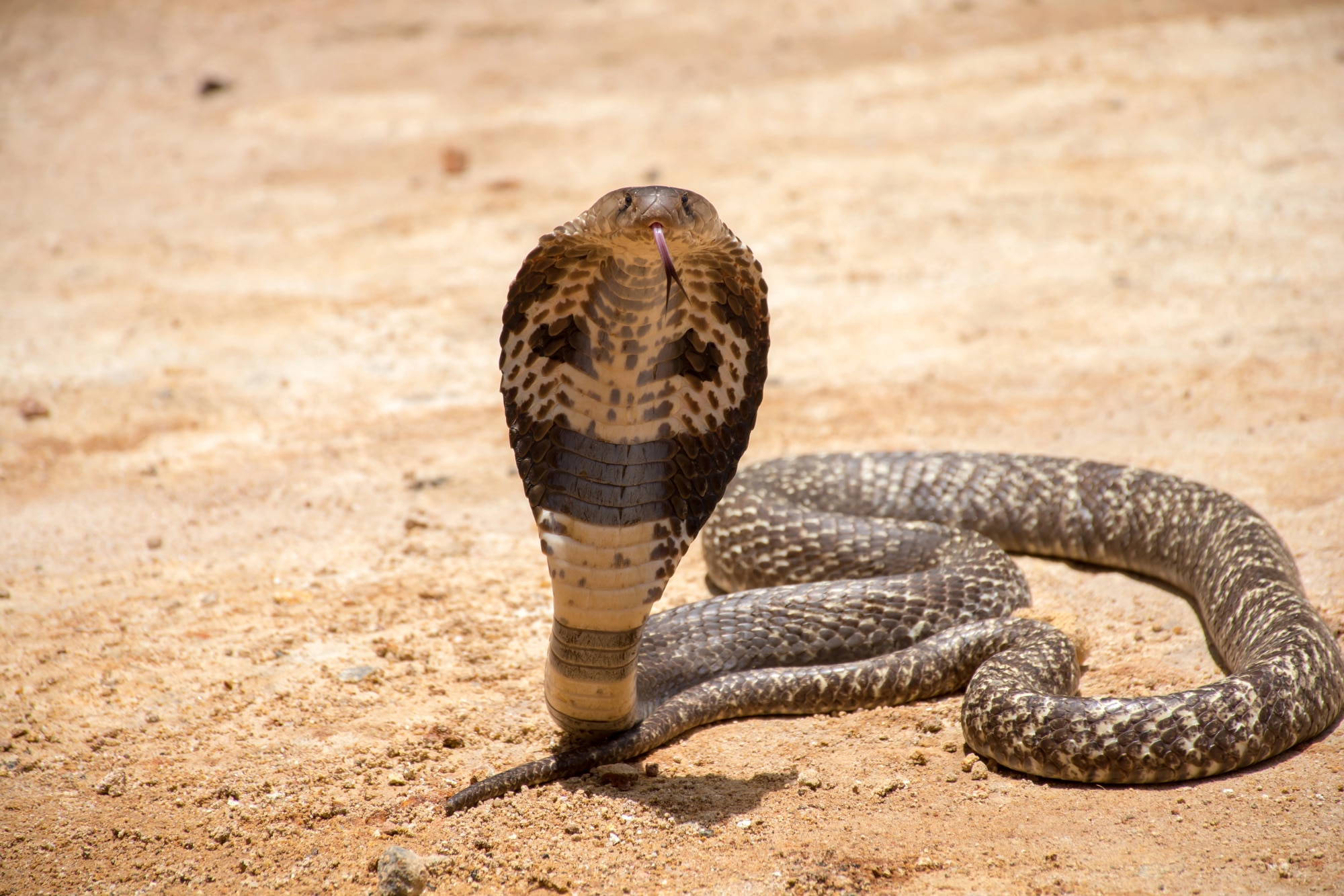 king cobra 1