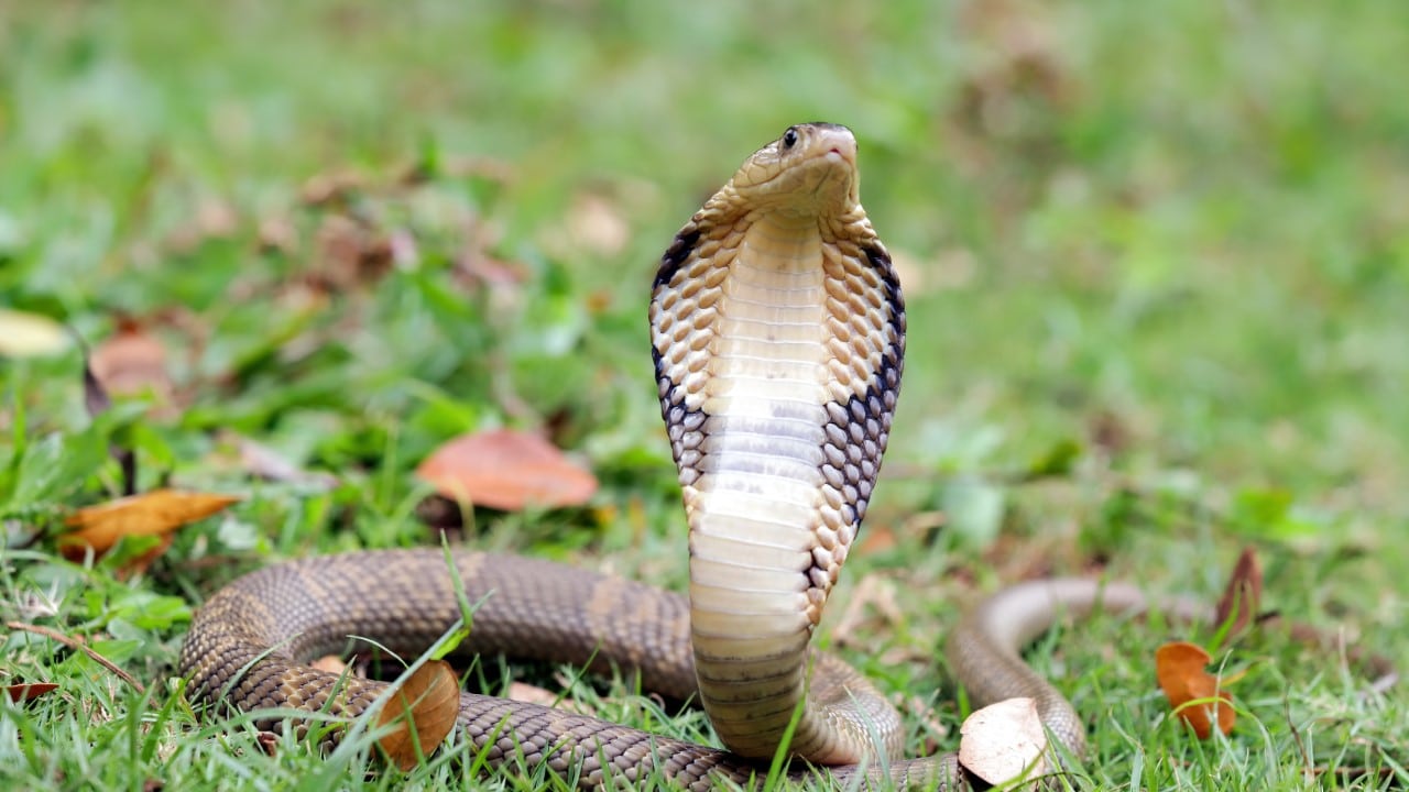 king cobra