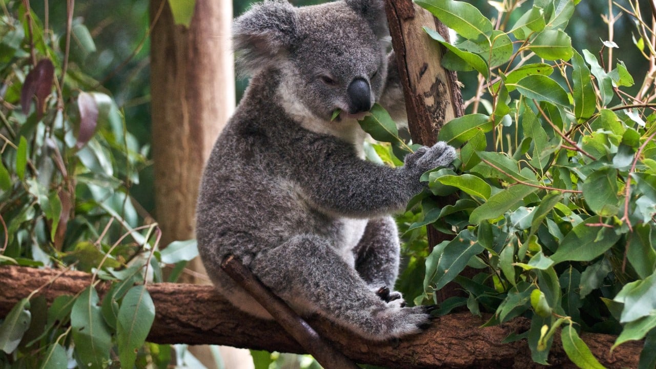 koala bear