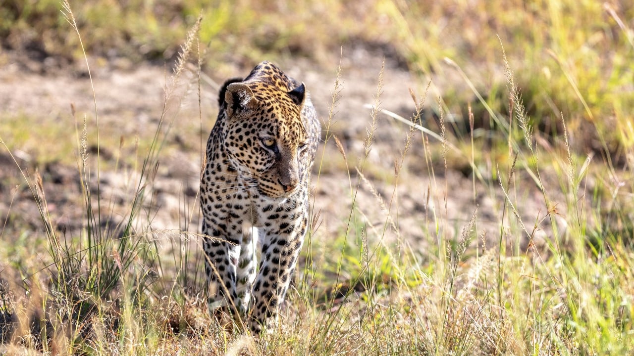 leopard