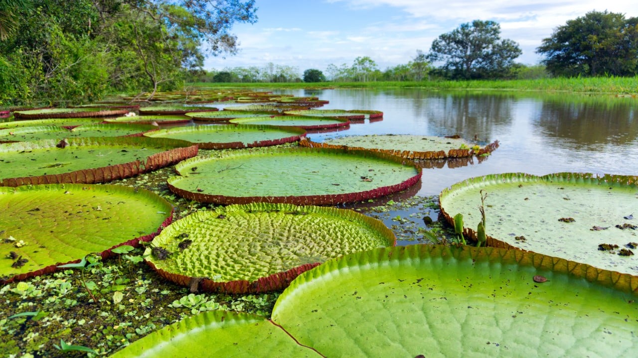 lily pads