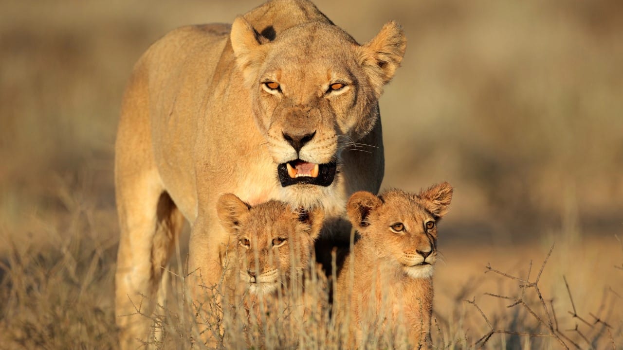 lions