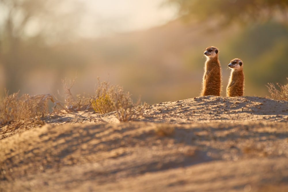 meerkats botswana
