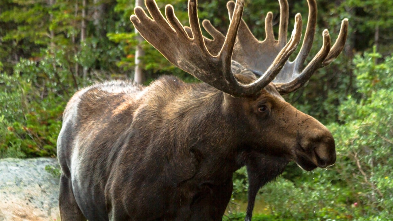 moose