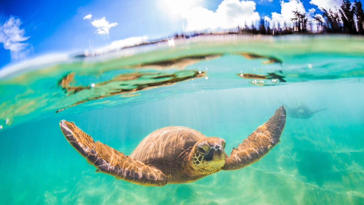 pacific ocean turtle