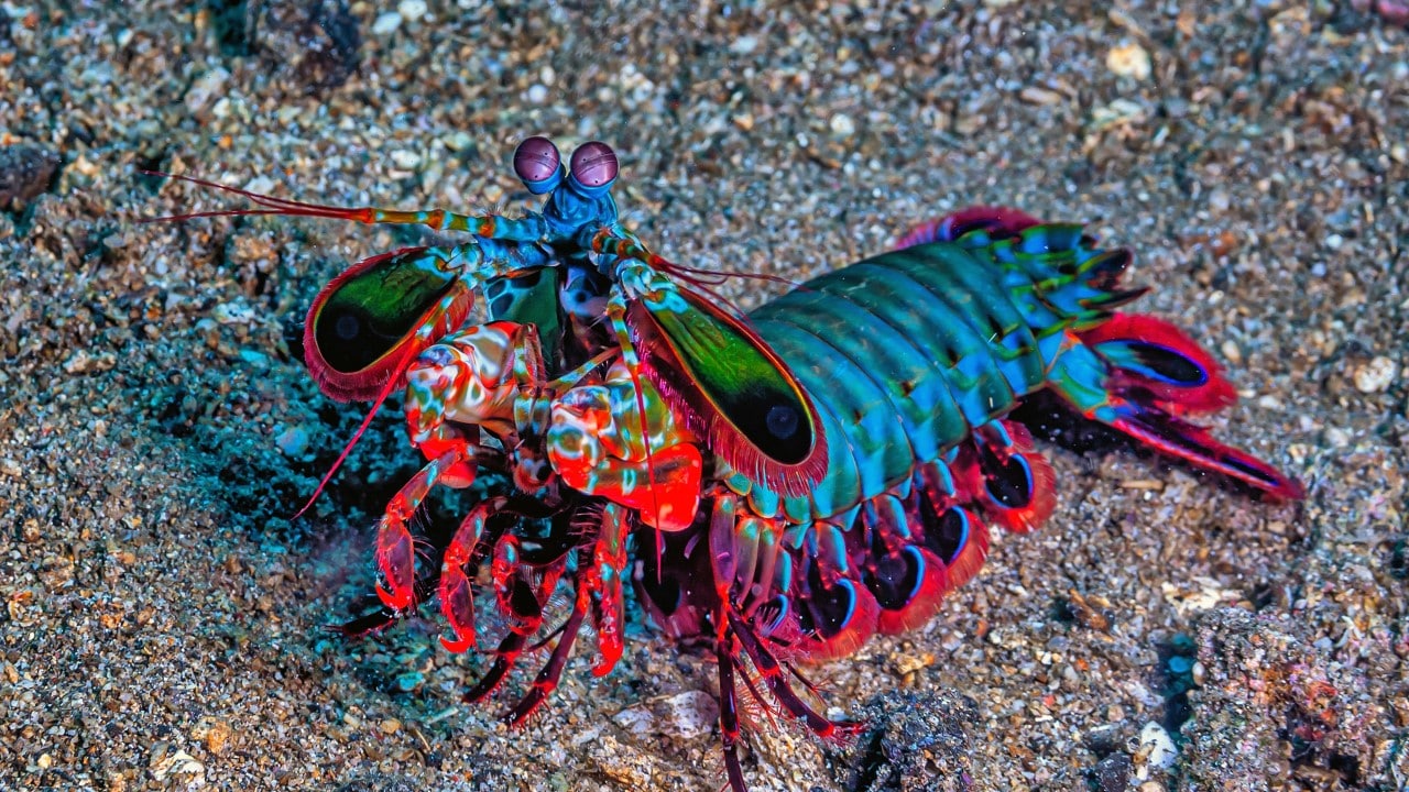 peacock mantis shrimp