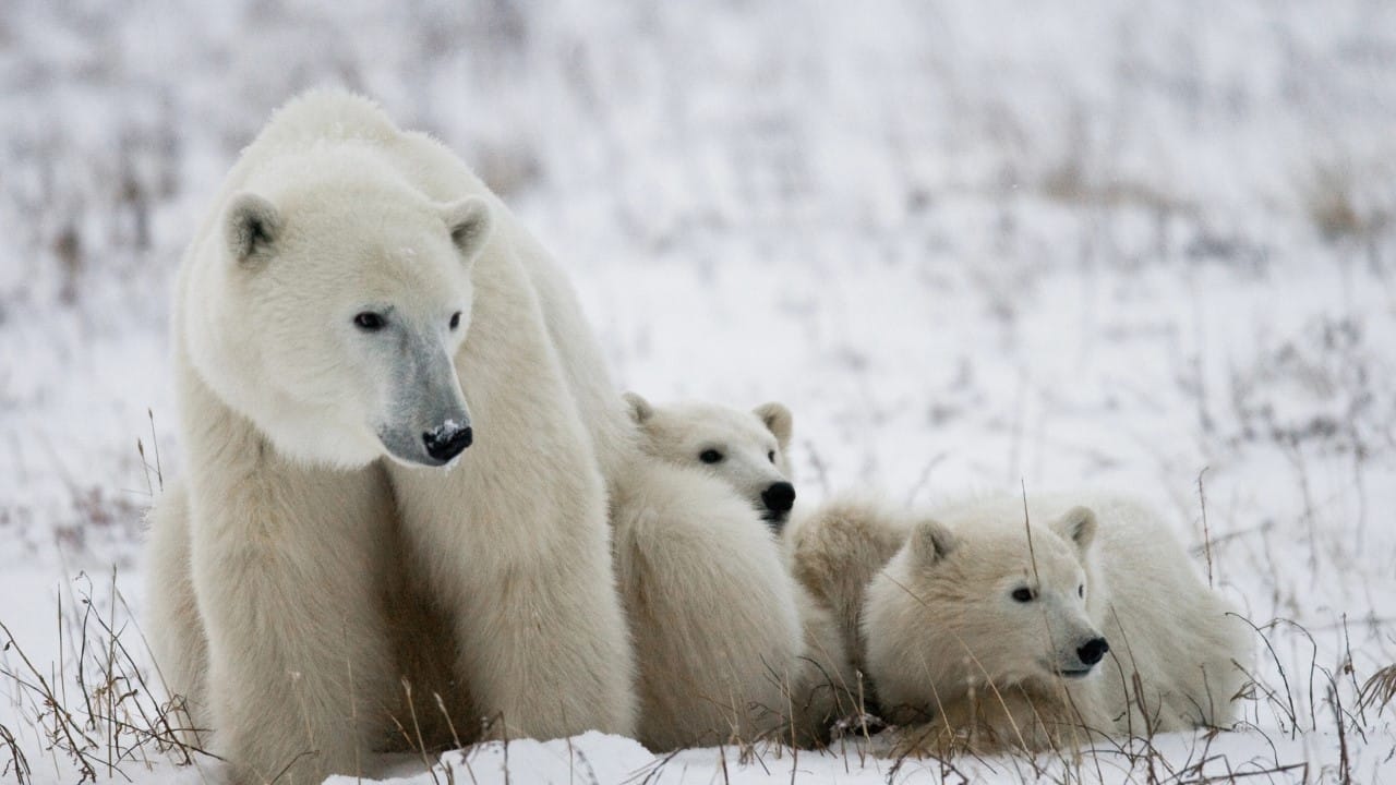 polar bears