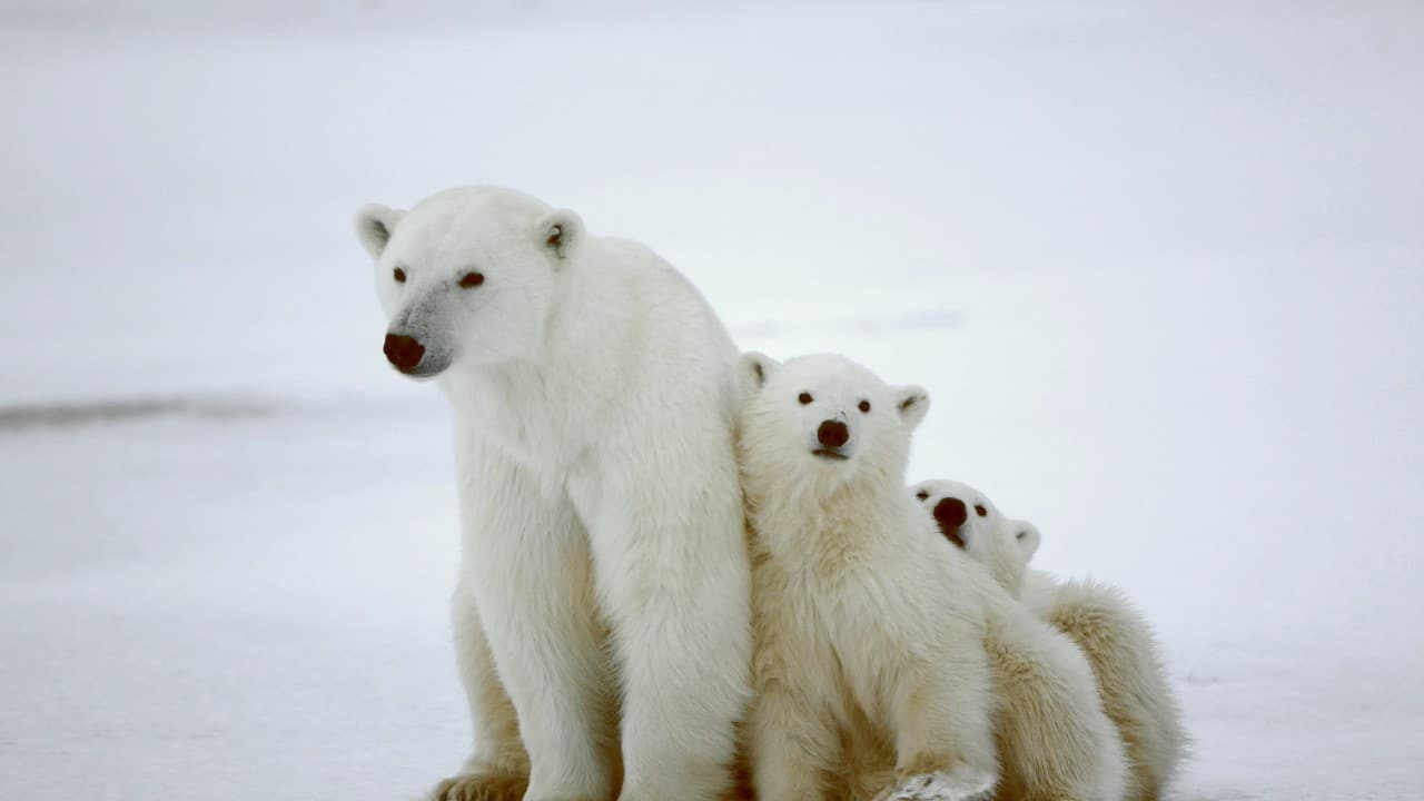 polar bears feature
