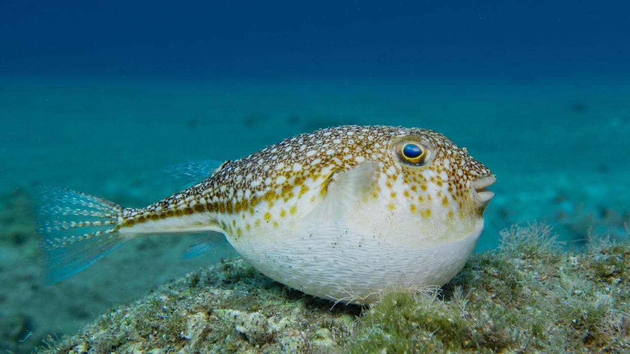 pufferfish