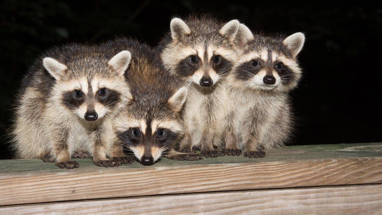 raccoons