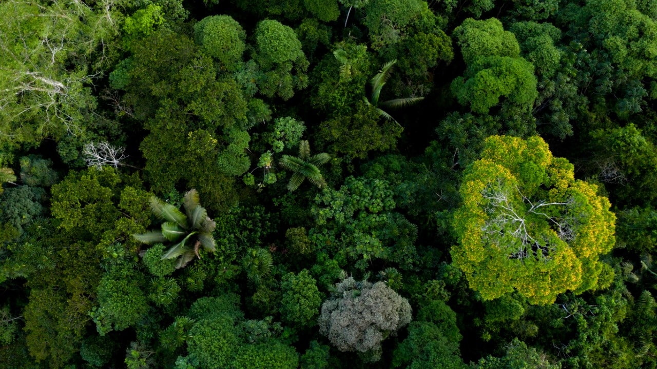 rainforest