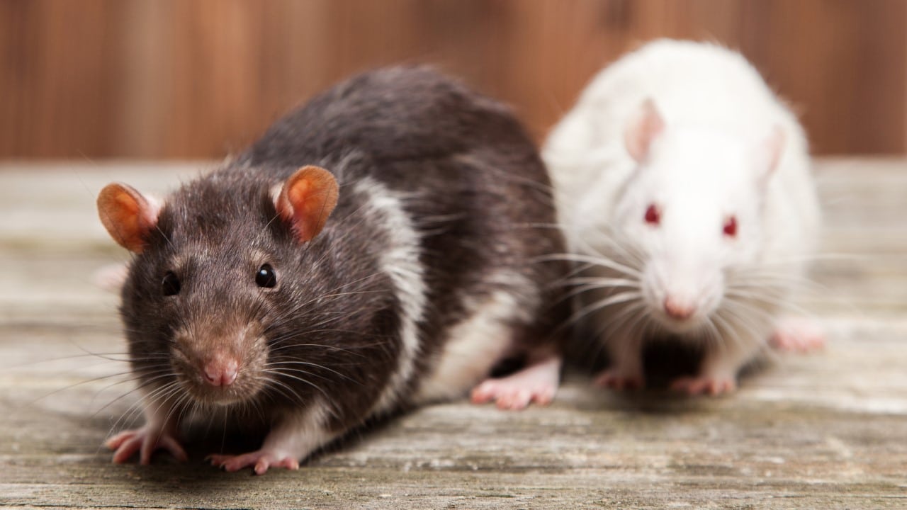 rats