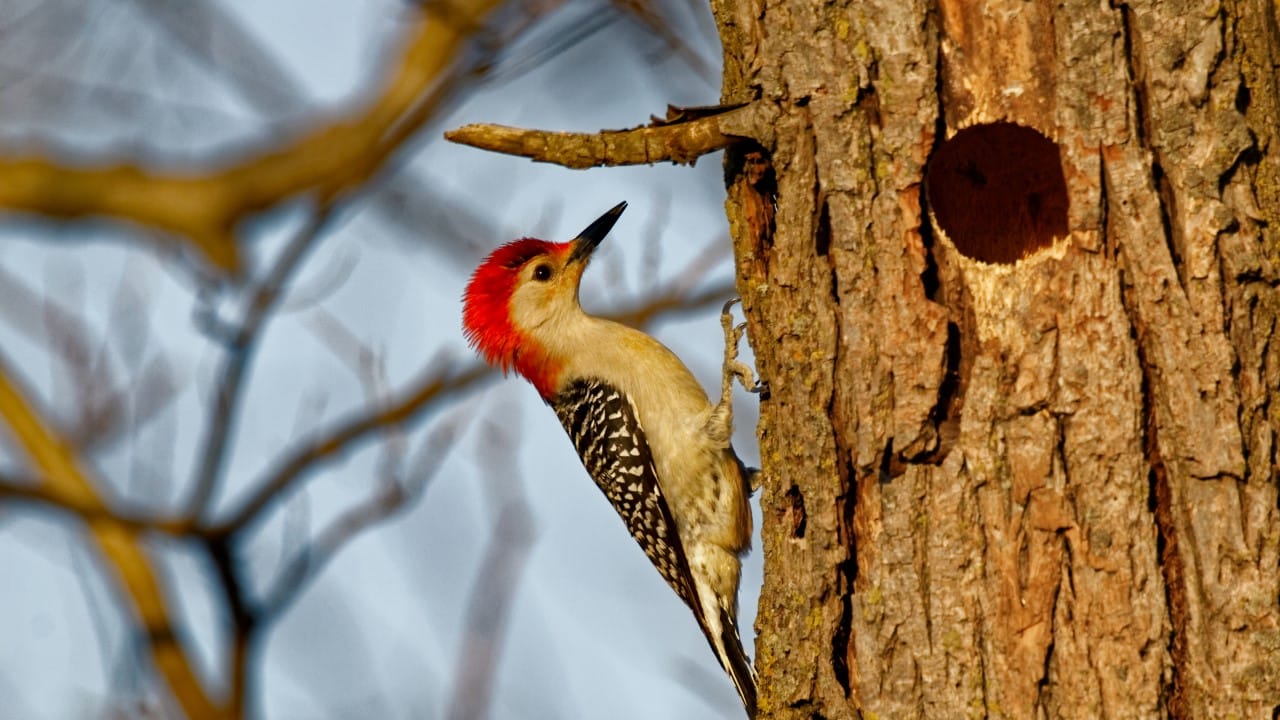 red bellied woodpecker