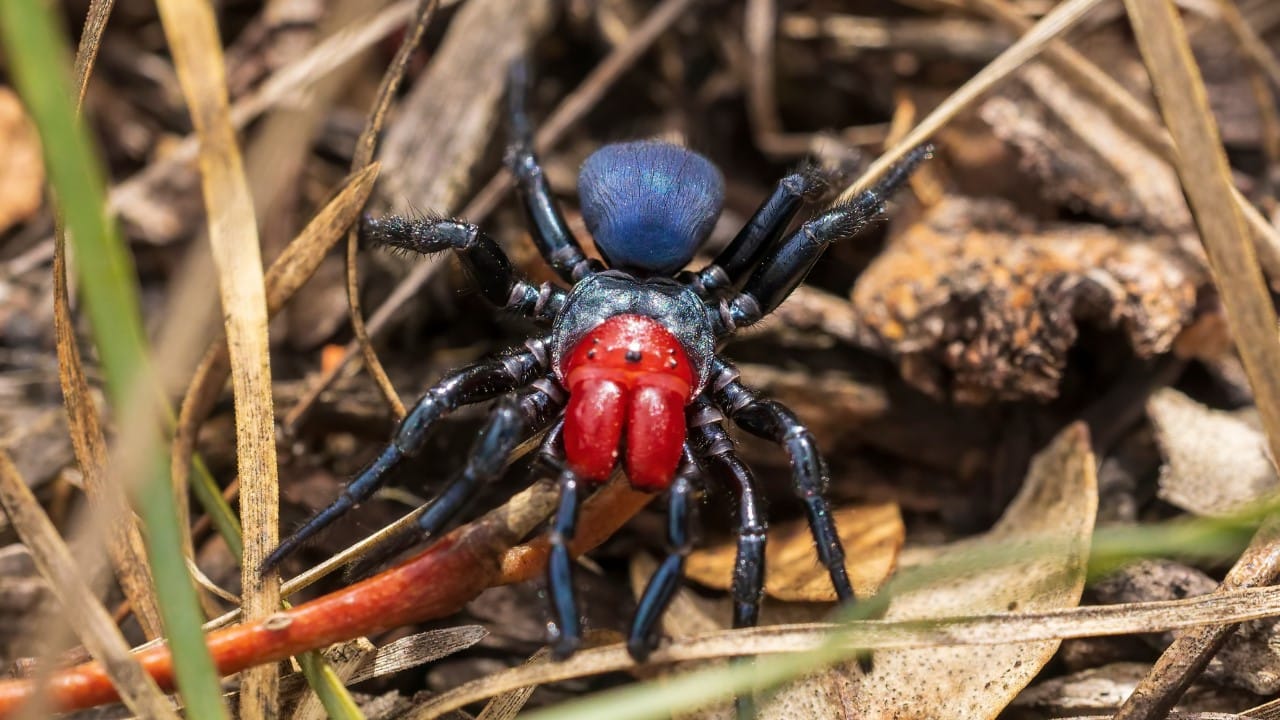 red headed mouse spider