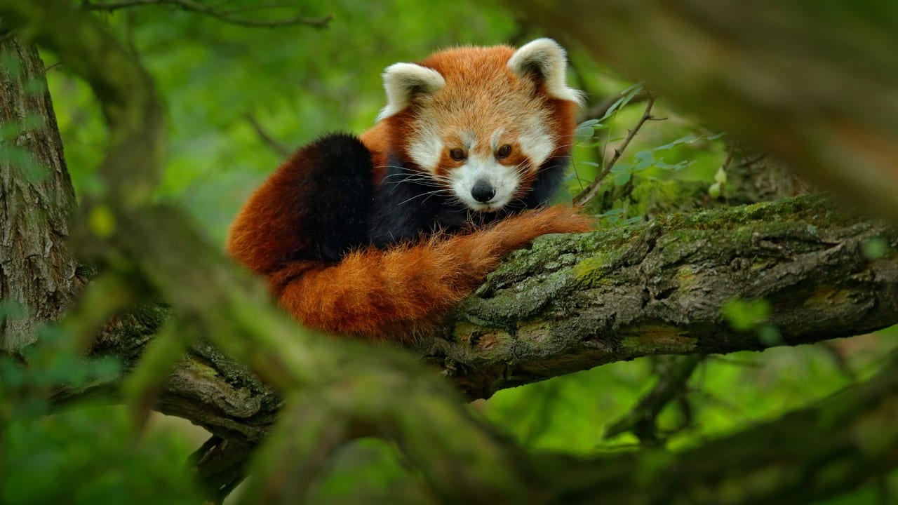 red panda