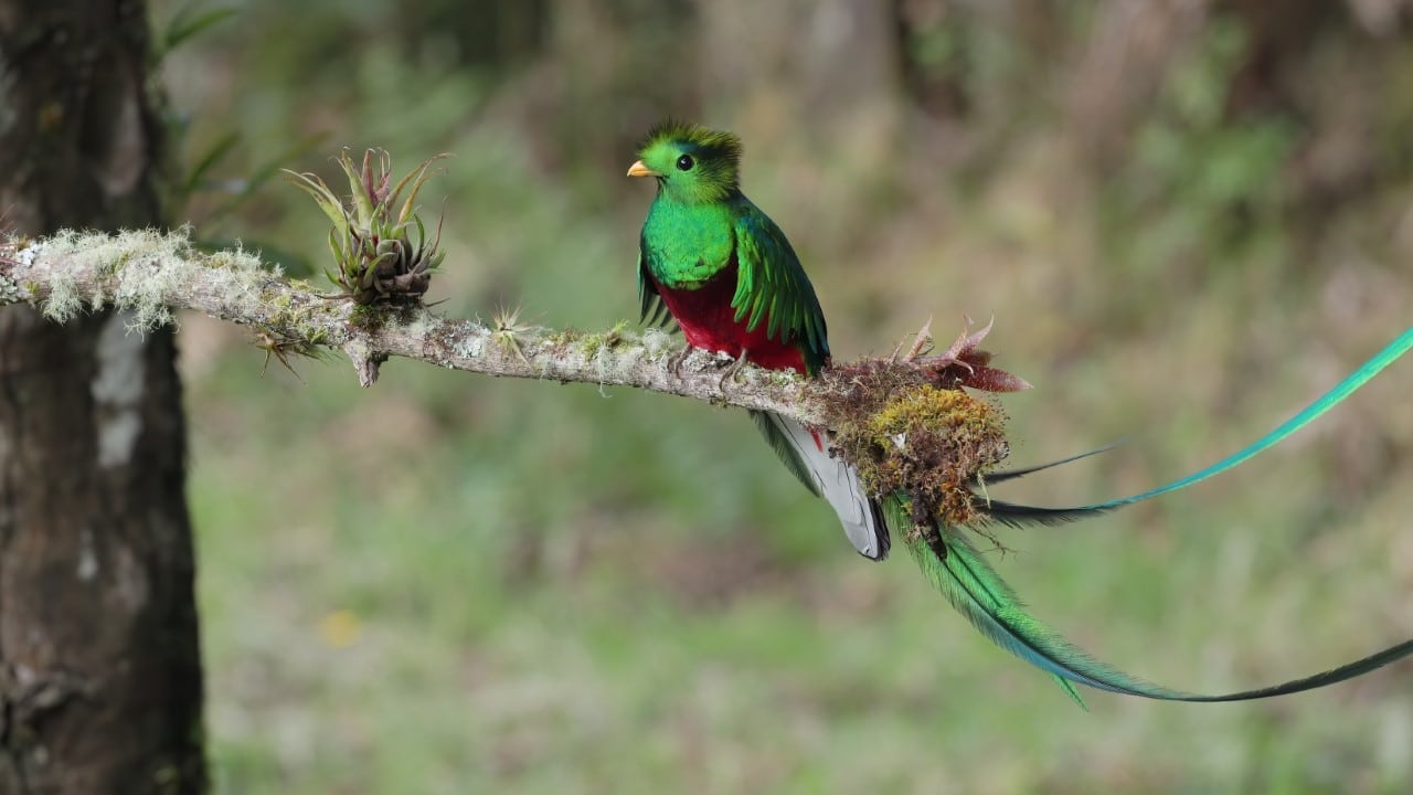 resplendent quetzal