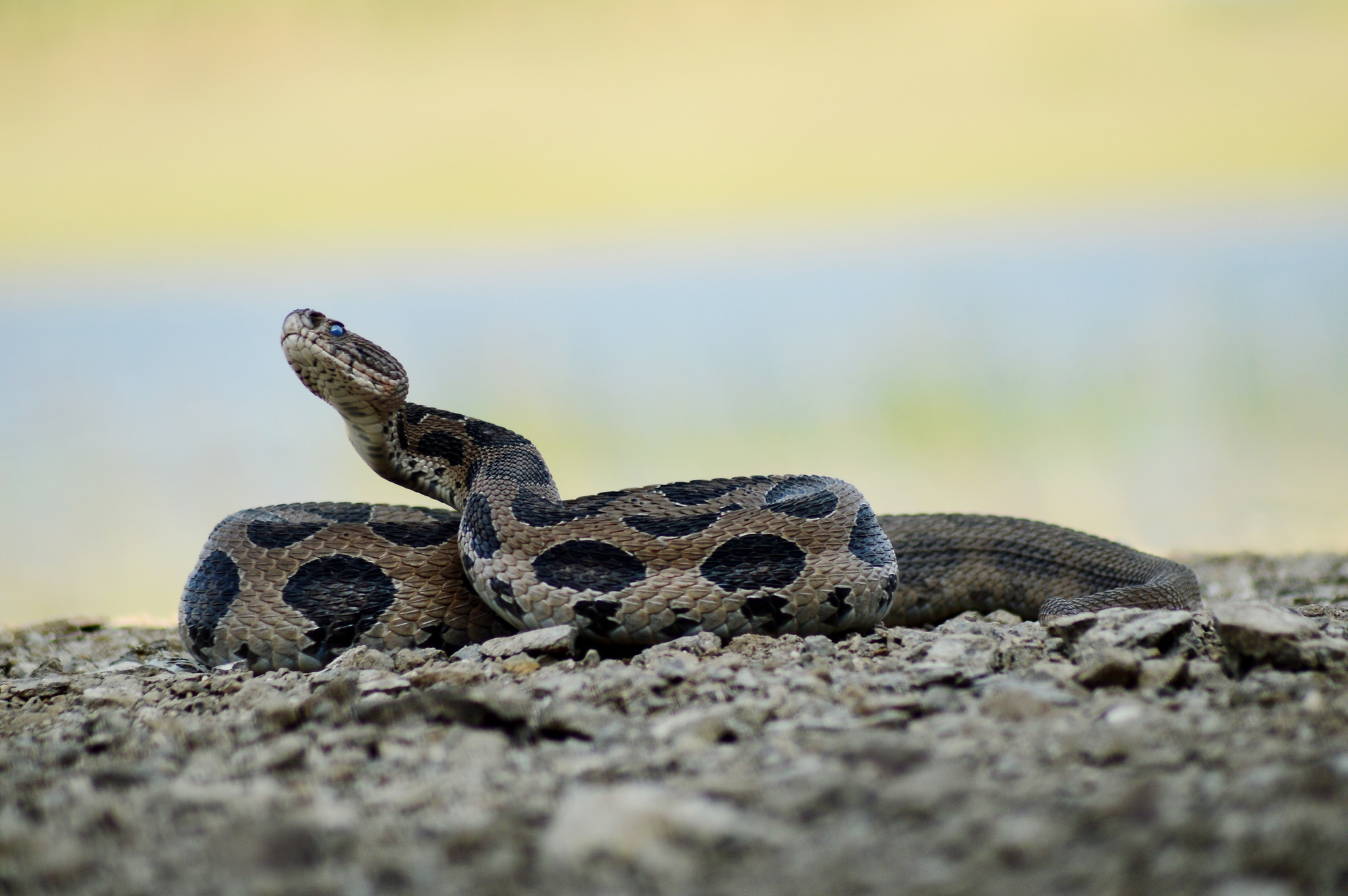 russell viper