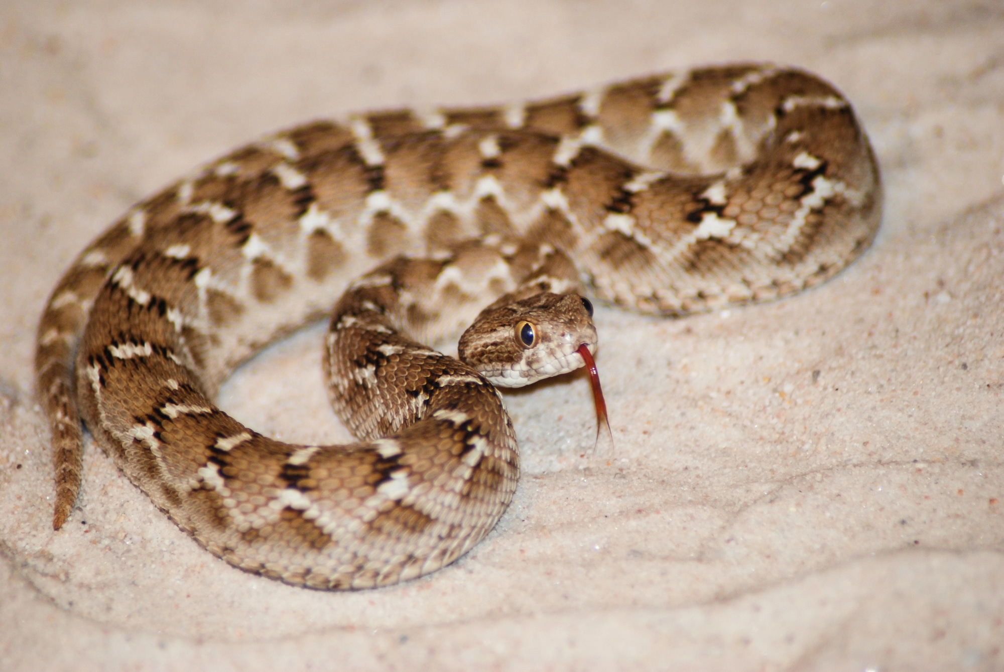 saw scaled viper