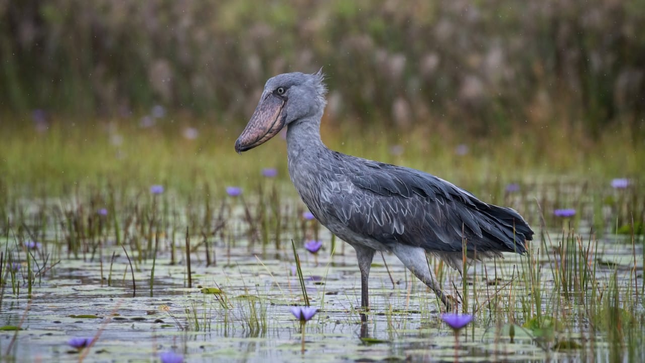 shoebill