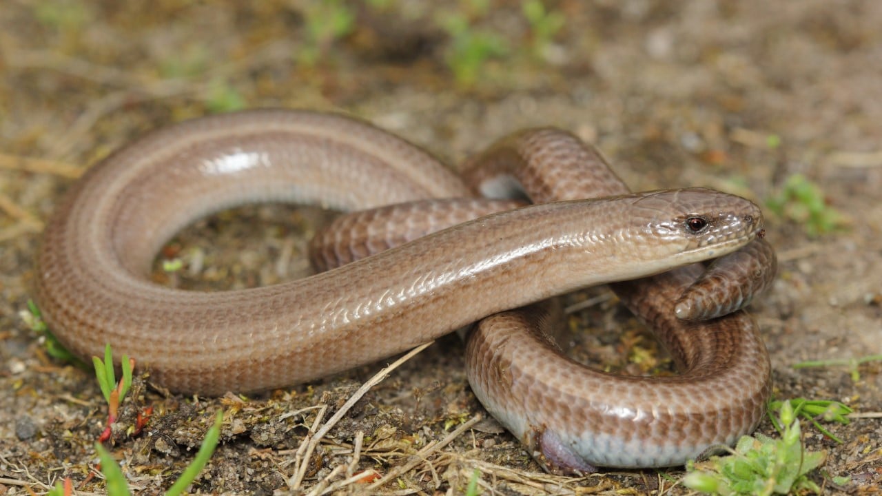 slow worm