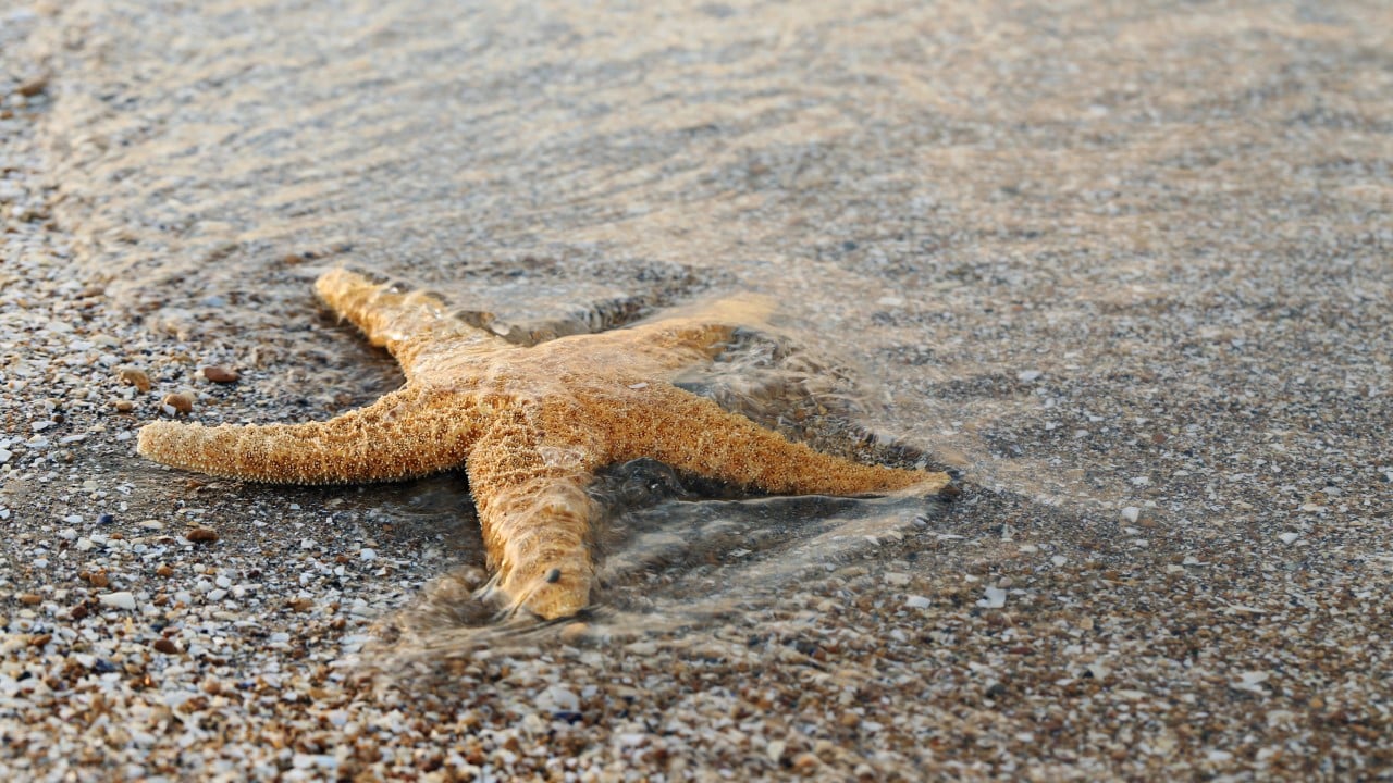 starfish