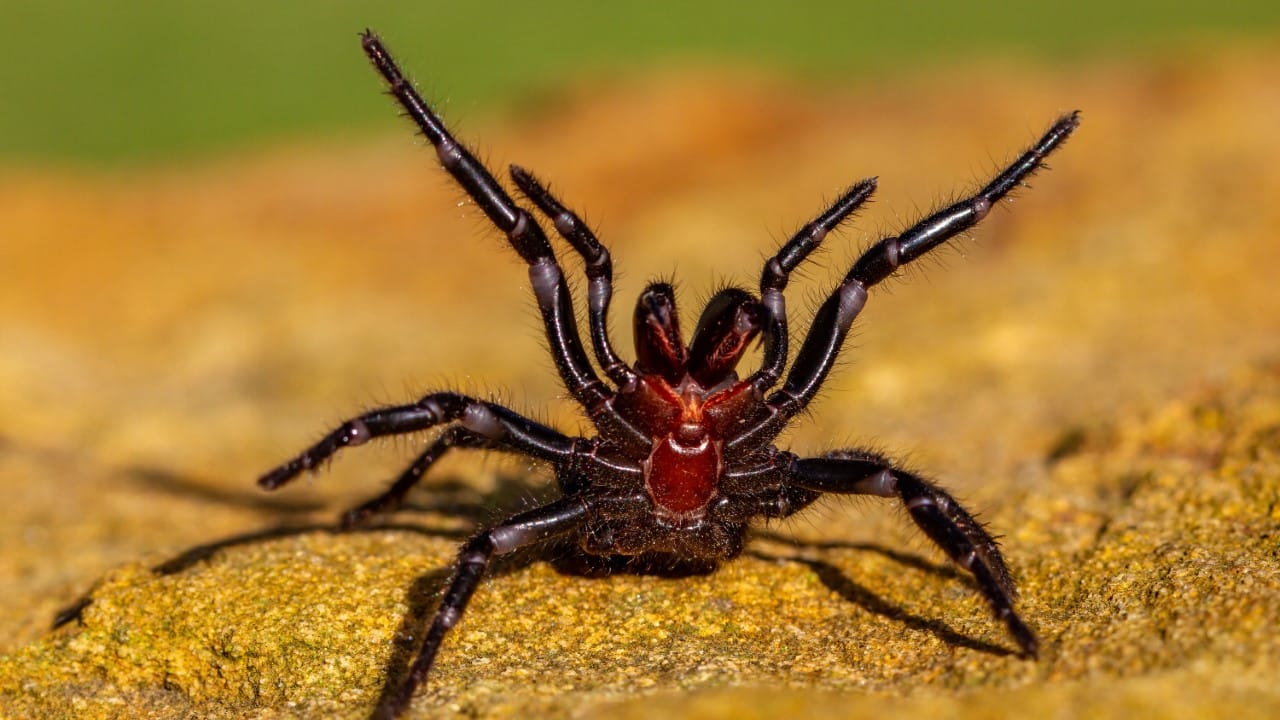 sydney funnel web spider