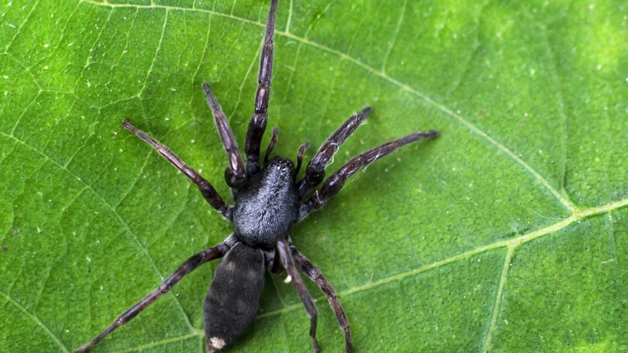 white tailed spider
