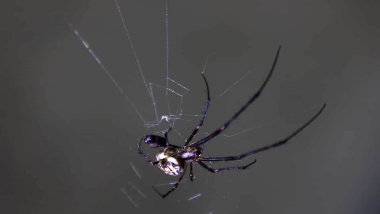 white widow spider