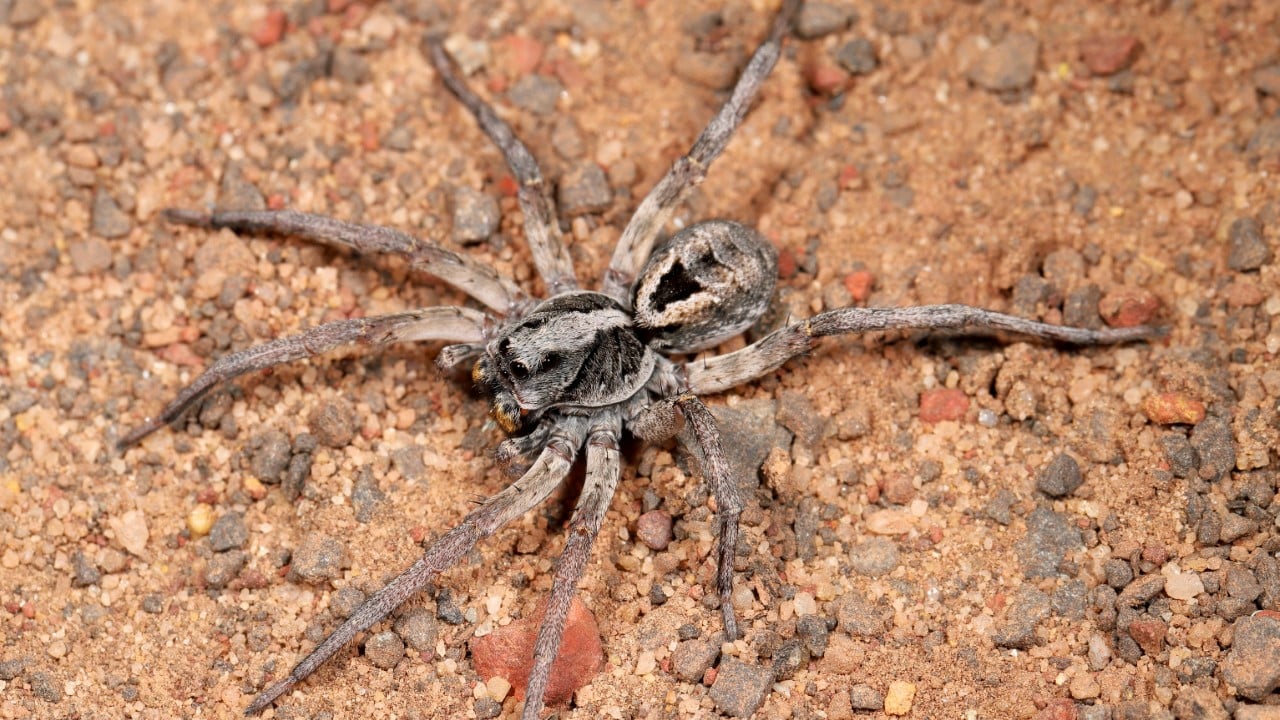 wolf spider