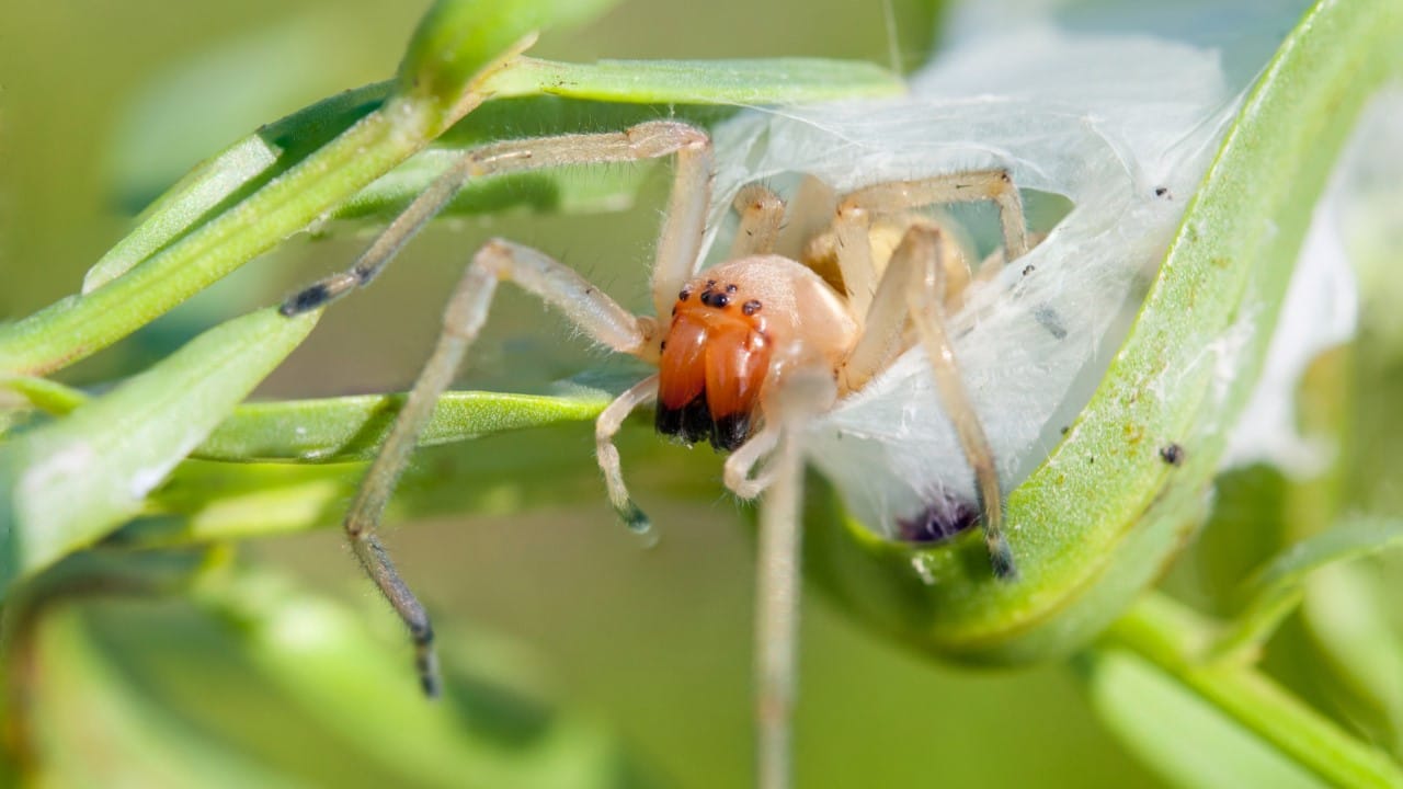 yellow sac spider